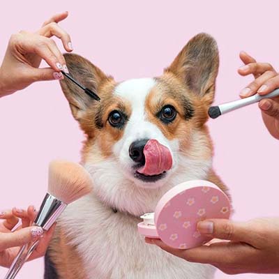 آرایش کردن سگ